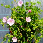 Pakost kantabrijský (Geranium × cantabrigiense) ‘BIOKOVO’ - výška-10 cm, priemer-10-20cm, kont. C2L